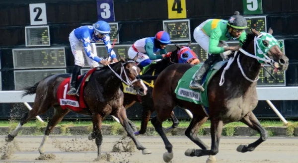 Comisi&oacute;n H&iacute;pica importa 8 caballos m&aacute;s para la venta