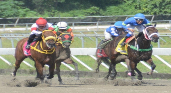Comisi&oacute;n H&iacute;pica Nacional podr&aacute; hoy a la venta caballos importados