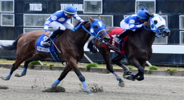 Comisi&oacute;n H&iacute;pica aumenta ayuda para importar caballos de carreras
