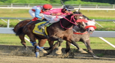 Comisión Hípica pondrá a la venta 10 caballos importados