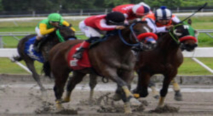 Comisión Hípica compra 10 caballos importados para venderlos aquí